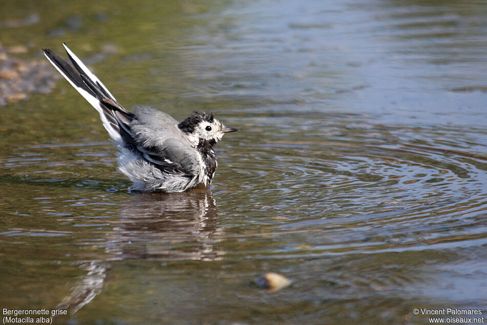 White Wagtail