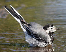 White Wagtail