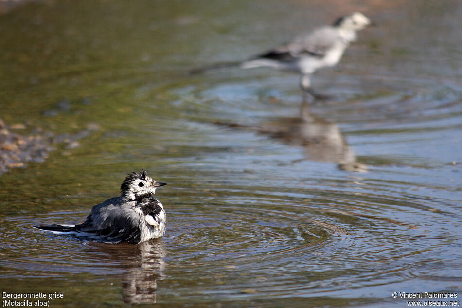 White Wagtail