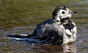 White Wagtail