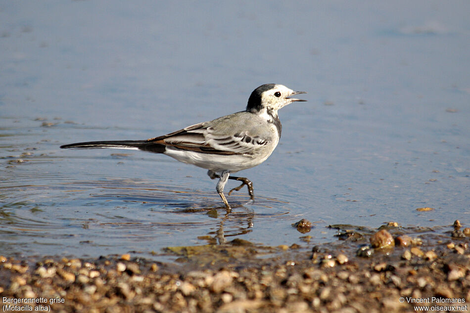 White Wagtail