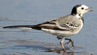 White Wagtail