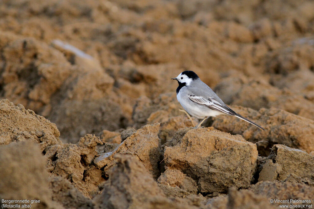 White Wagtailadult