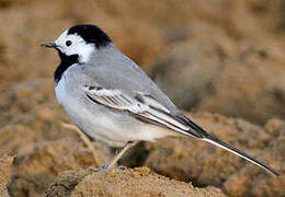 White Wagtail