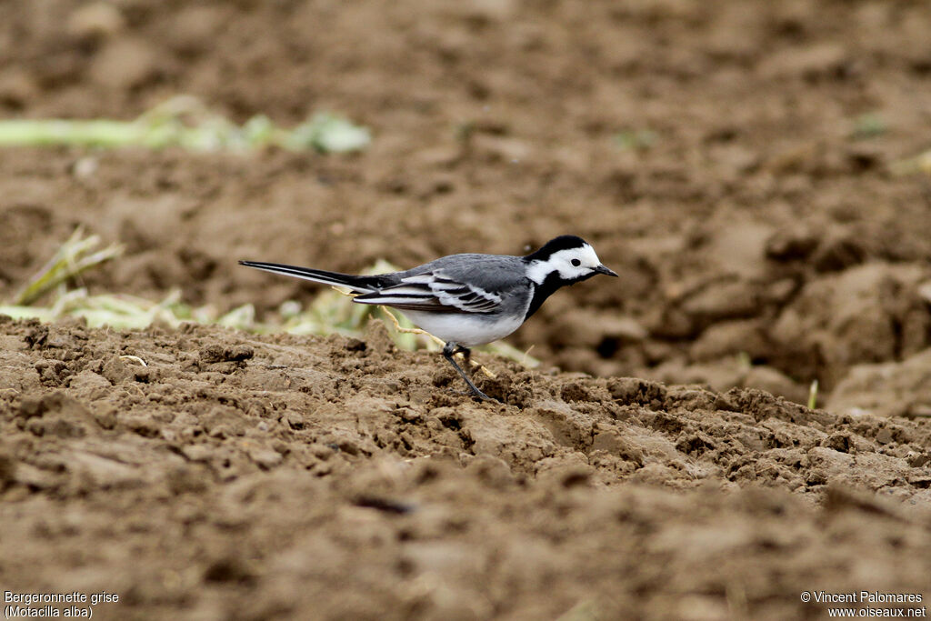 White Wagtailadult