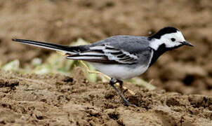 White Wagtail