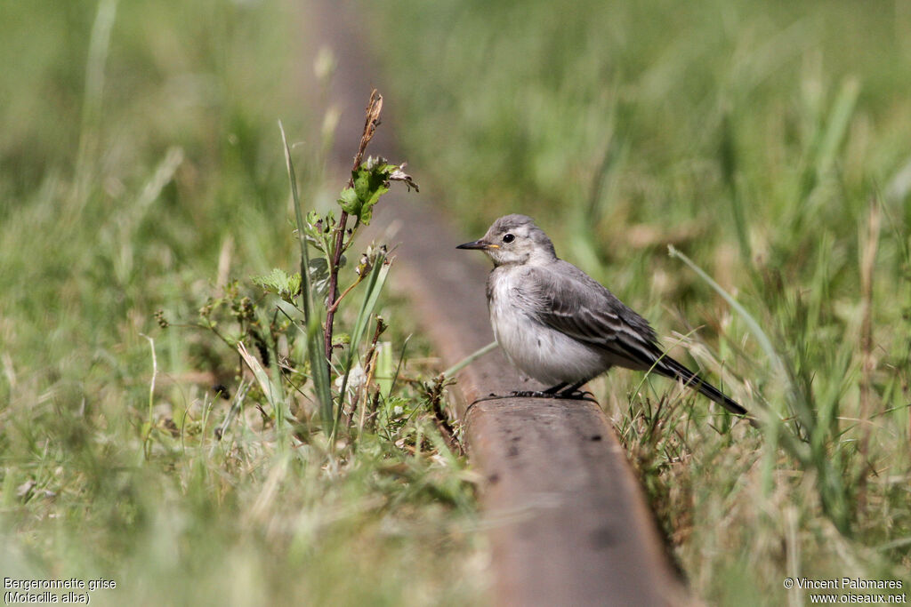 White Wagtail