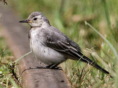 White Wagtail