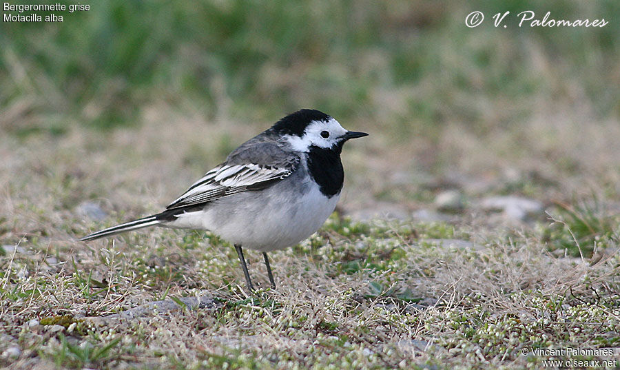 White Wagtail