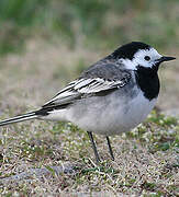 White Wagtail