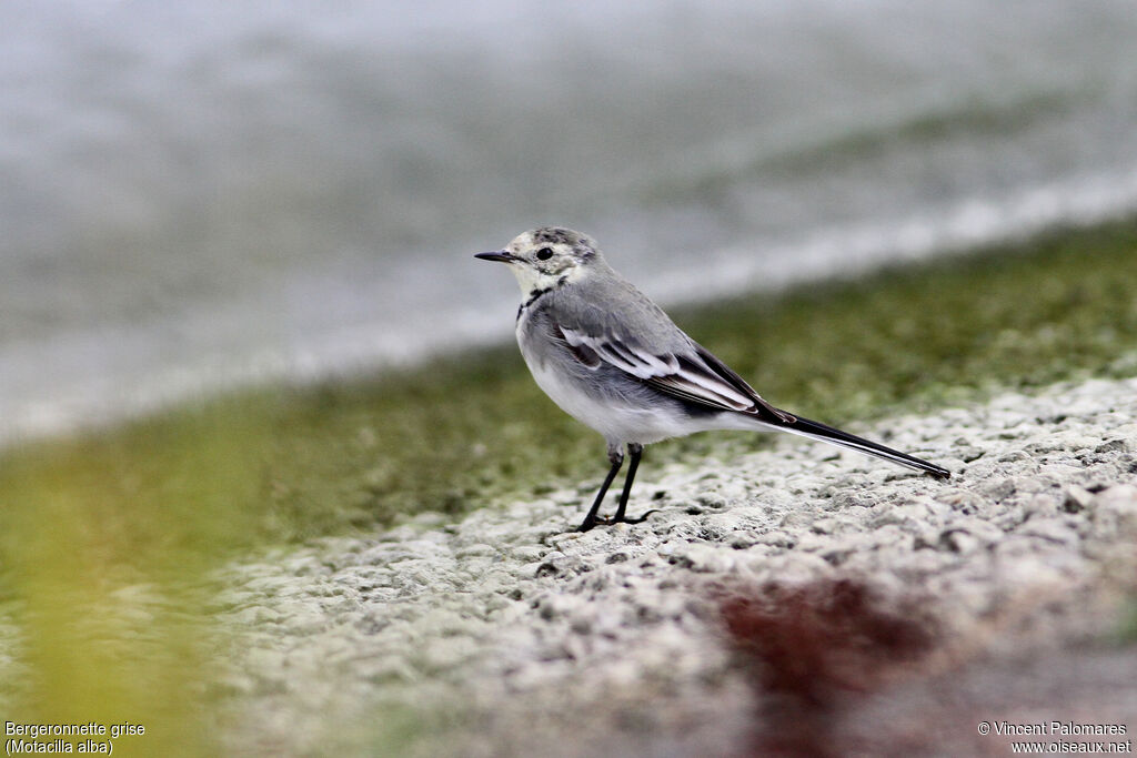 White Wagtail