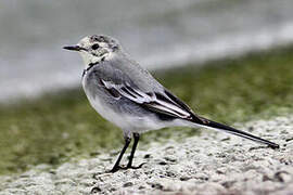 White Wagtail