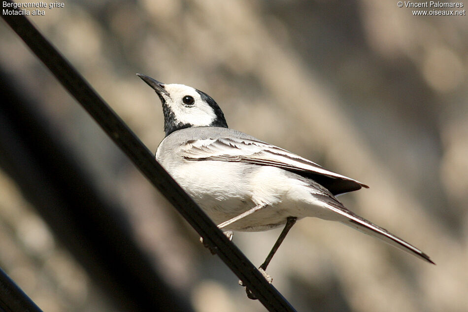 White Wagtail