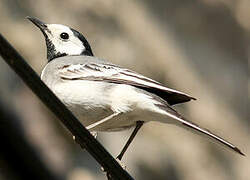 White Wagtail