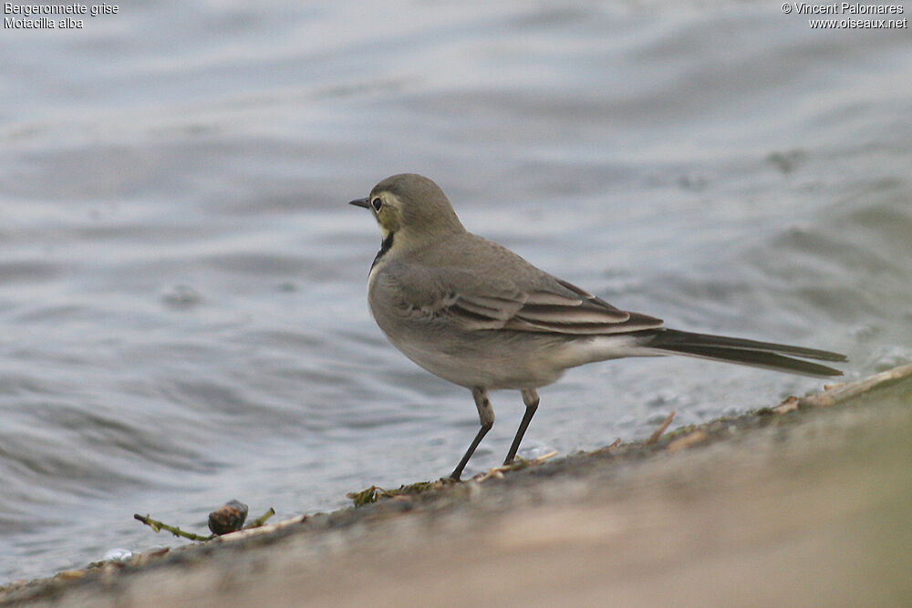 White Wagtail