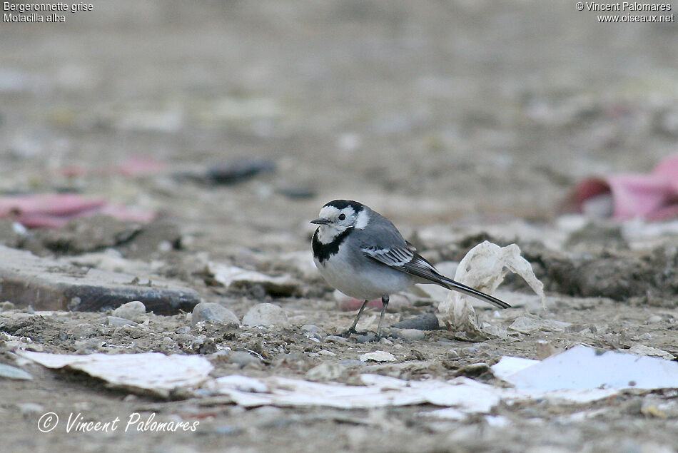 White Wagtail