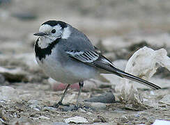 White Wagtail