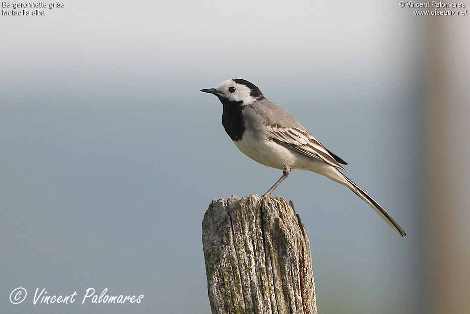 White Wagtailadult