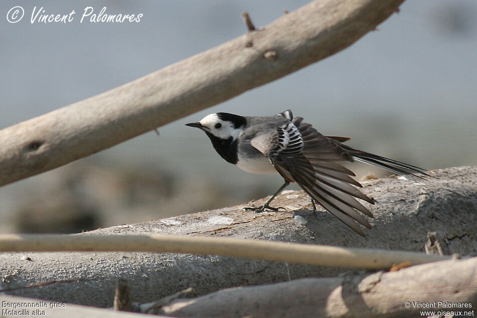 White Wagtailadult