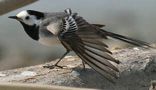 White Wagtail