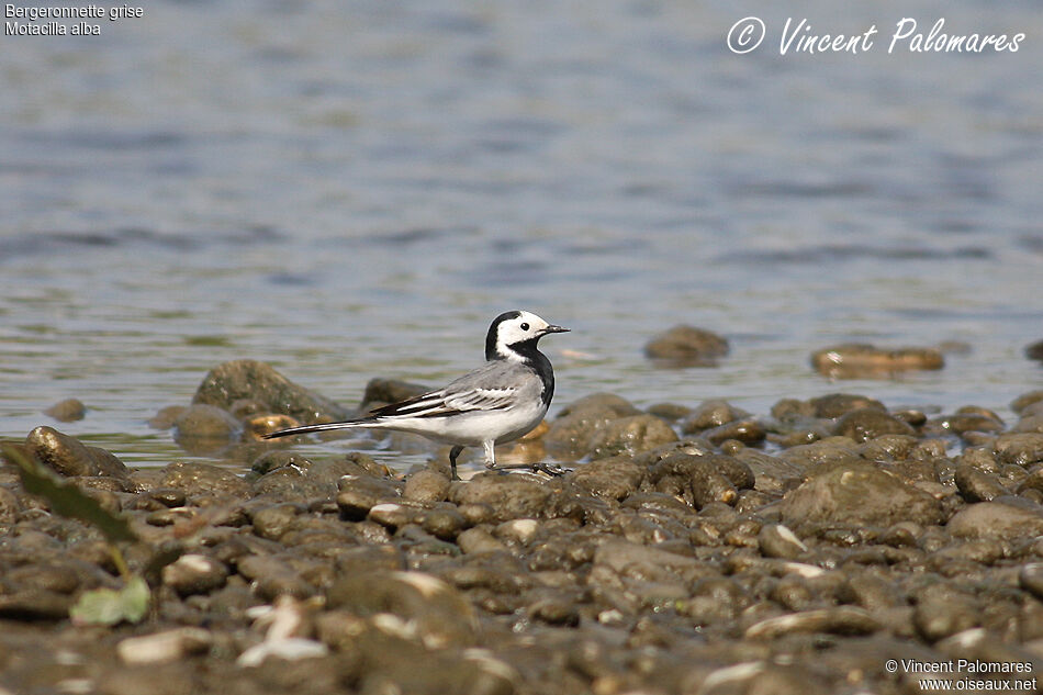 White Wagtailadult