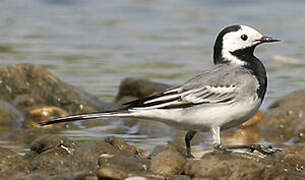 White Wagtail