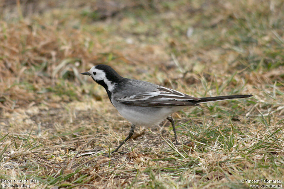 White Wagtail