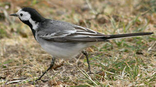 White Wagtail