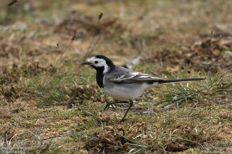 White Wagtail