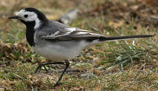 White Wagtail