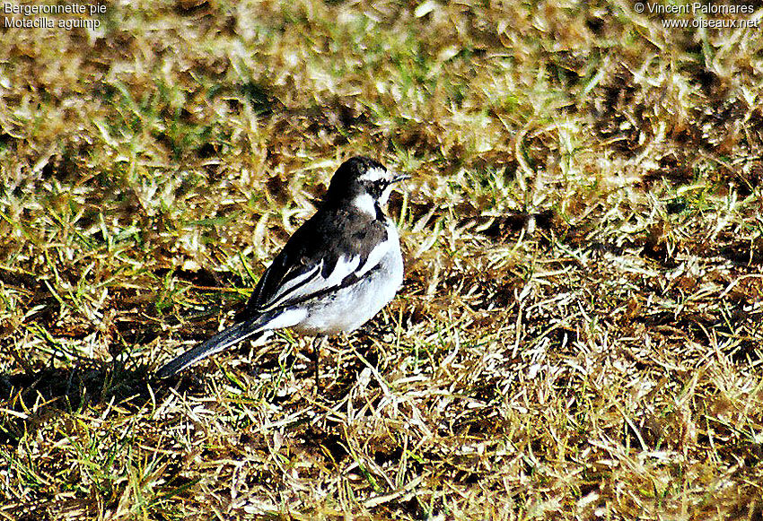 African Pied Wagtail