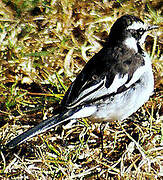 African Pied Wagtail