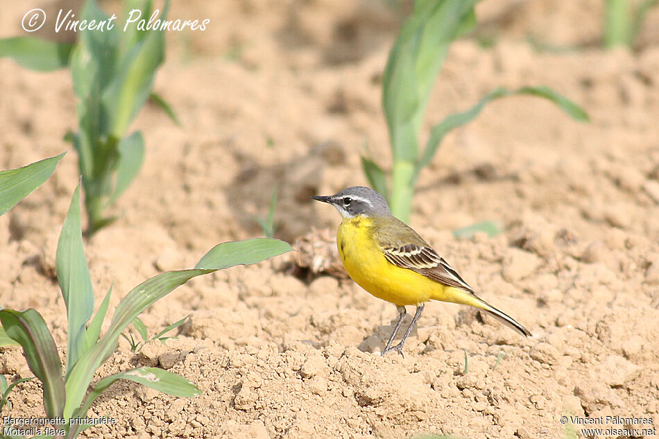 Western Yellow Wagtail