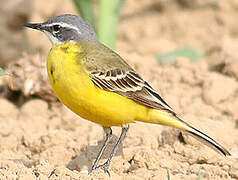 Western Yellow Wagtail