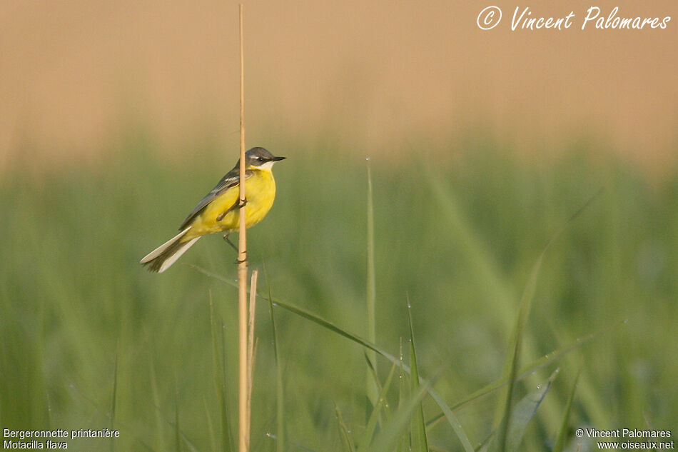 Western Yellow Wagtail male adult