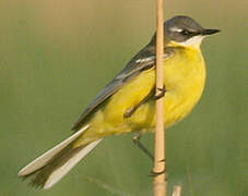 Western Yellow Wagtail