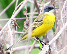 Western Yellow Wagtail