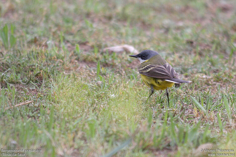 Western Yellow Wagtail male