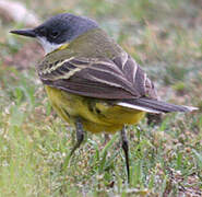 Western Yellow Wagtail