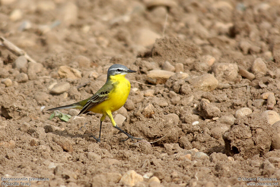 Western Yellow Wagtail male