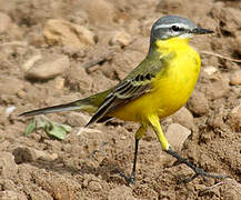 Western Yellow Wagtail