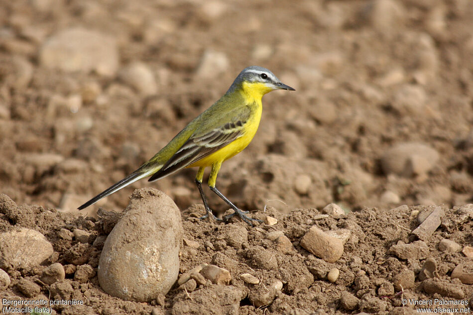 Western Yellow Wagtail male