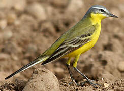 Western Yellow Wagtail