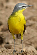 Western Yellow Wagtail