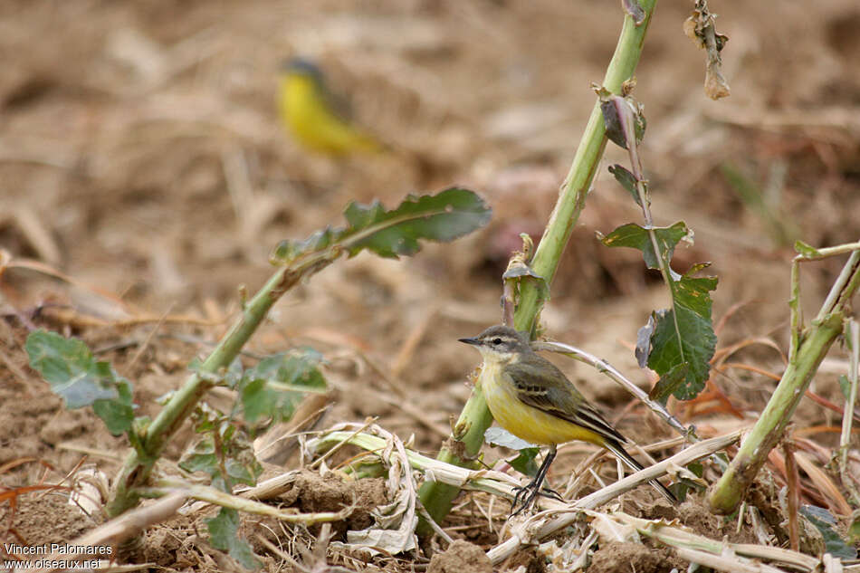 Western Yellow Wagtail female adult, identification