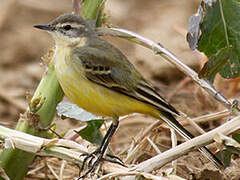 Western Yellow Wagtail