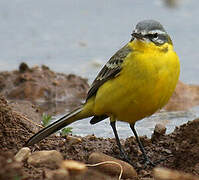 Western Yellow Wagtail