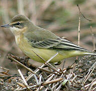 Western Yellow Wagtail