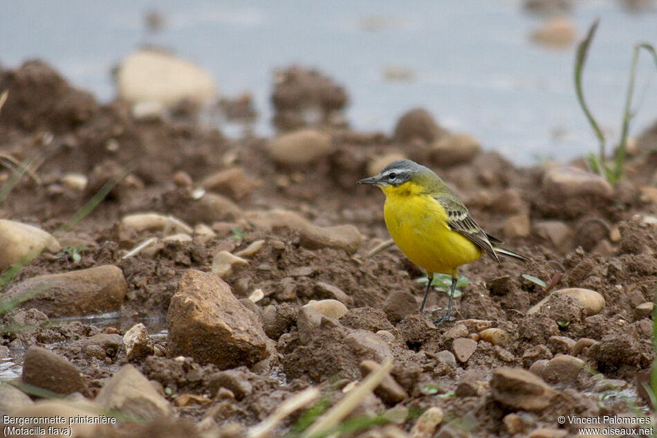 Western Yellow Wagtail male