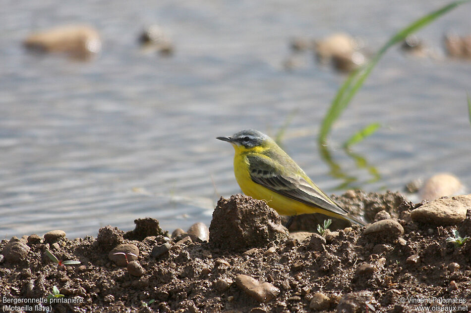 Western Yellow Wagtail male